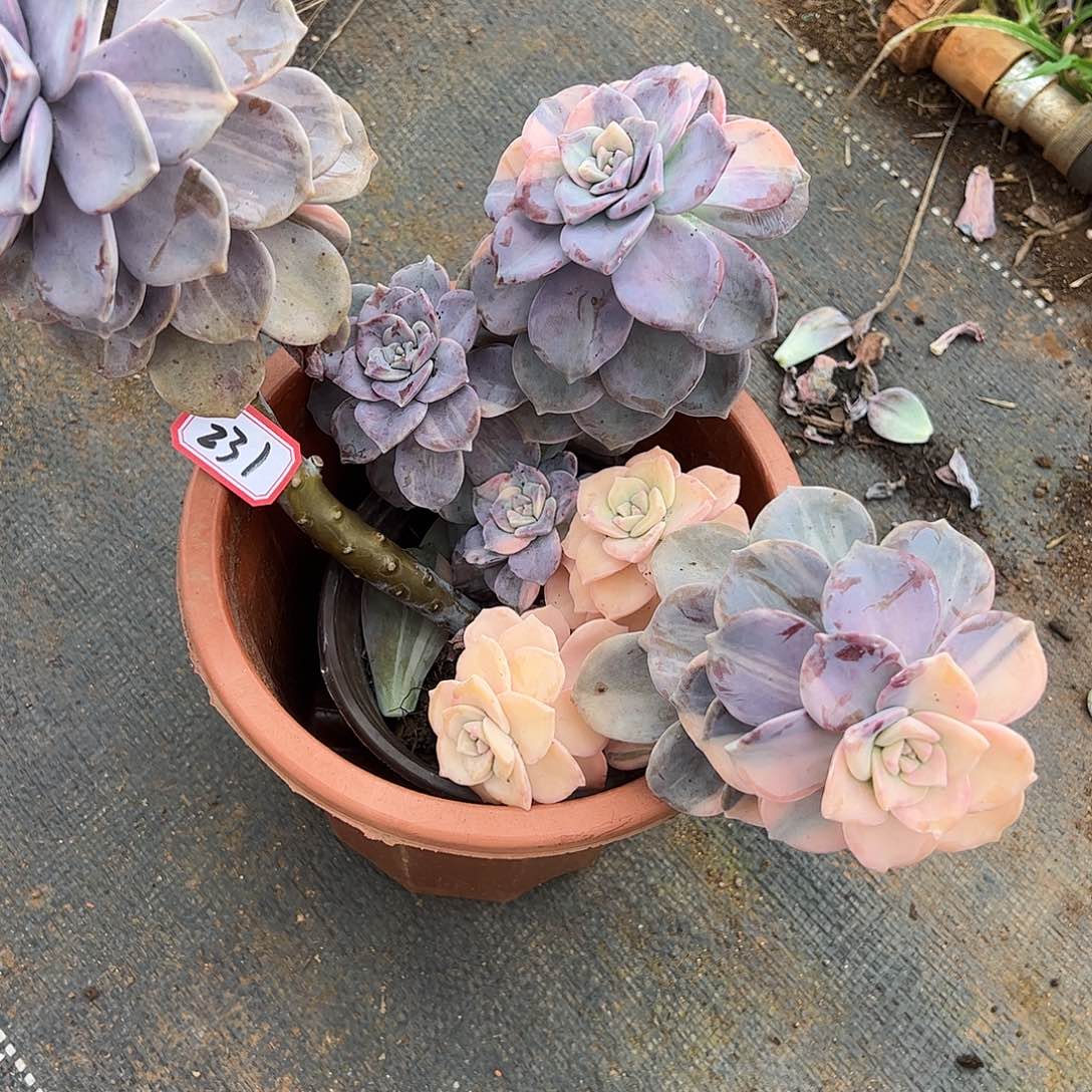 231号紫乐锦，一物一拍