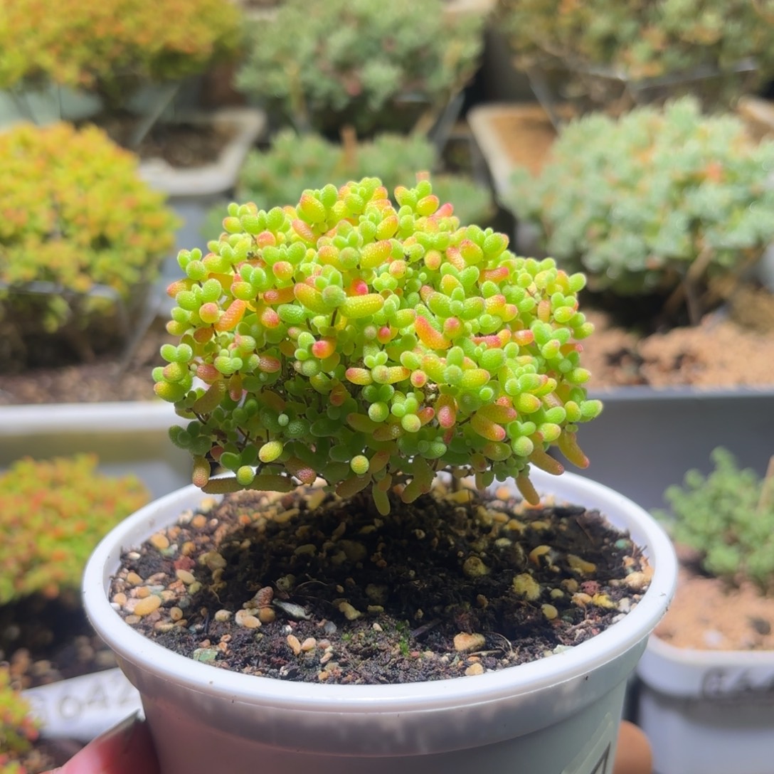 枝干番杏密橘糖球G647