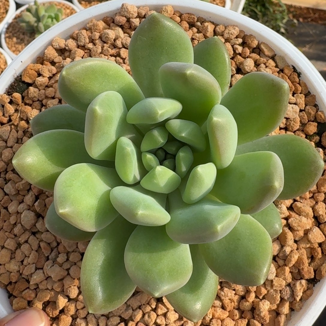 冰河世纪 单头 一物一拍