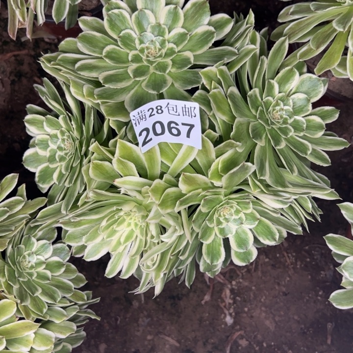 2067碧浪多肉植物