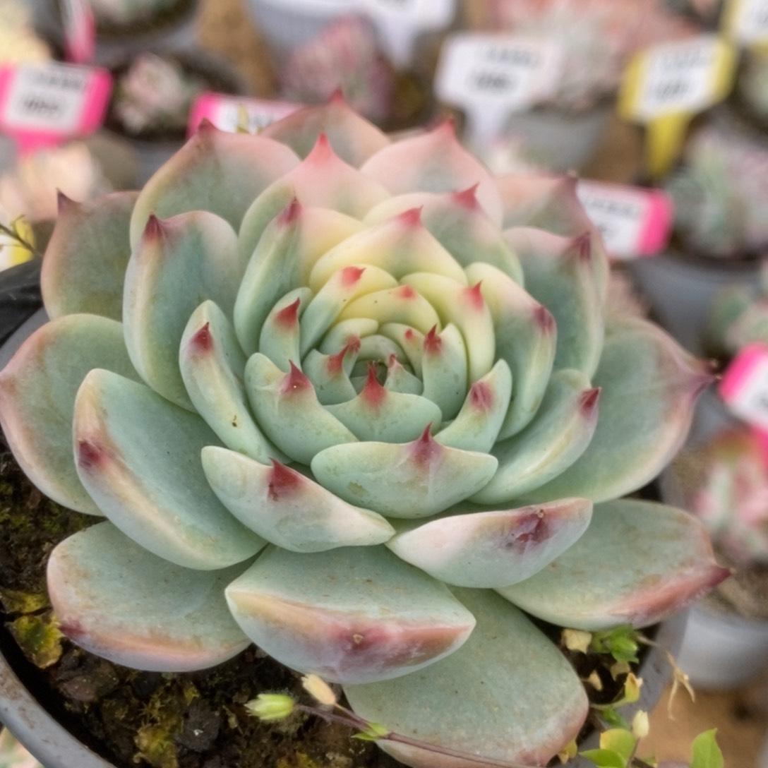 500吉娃娃锦锦锦锦锦