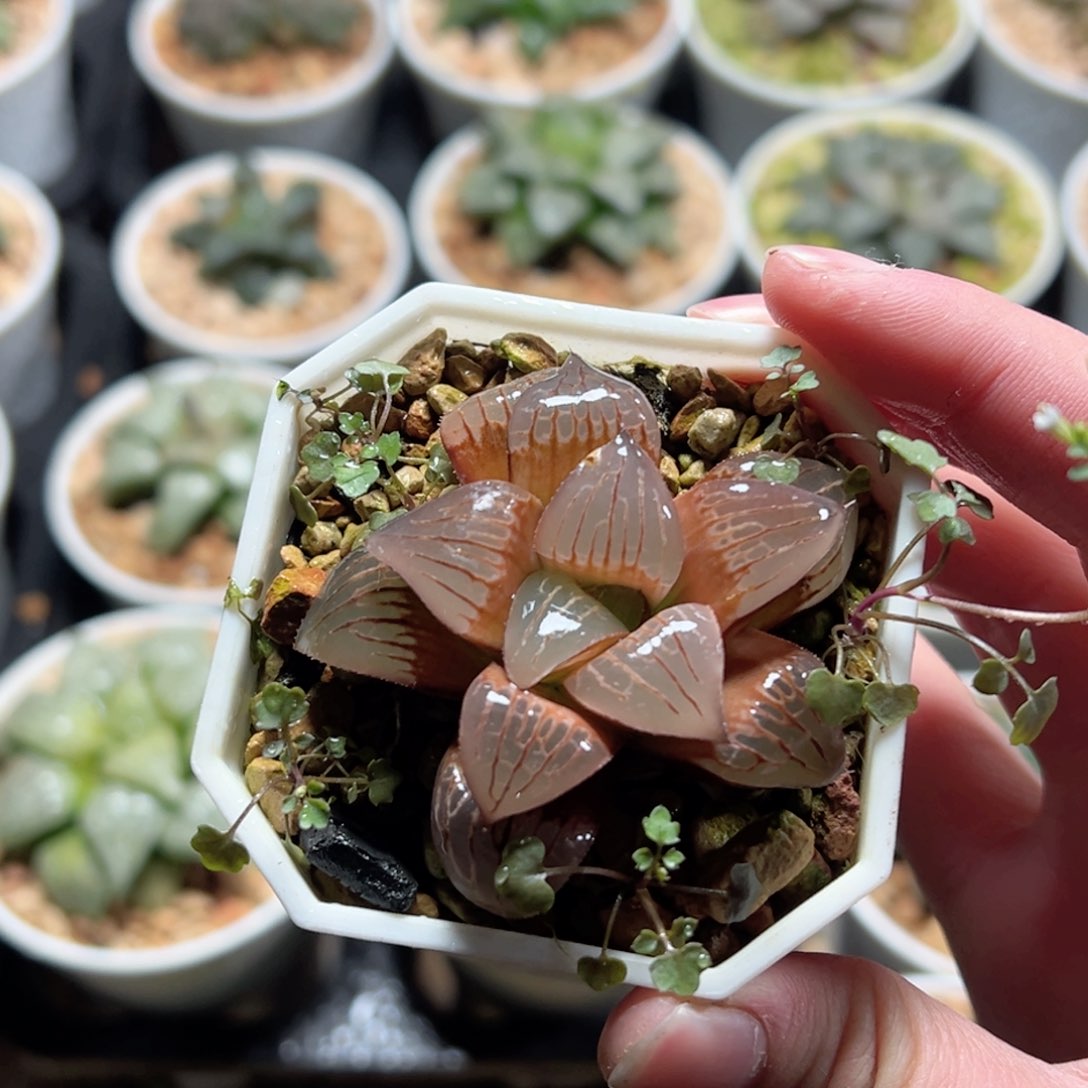 丸叶实生寿锦玉露多肉植物