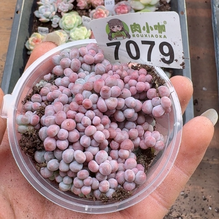 多肉植物多肉植物