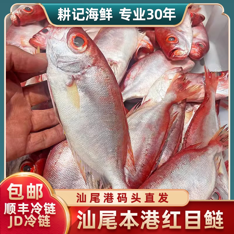 汕尾本港小船野生红目鲢（鲢母）无杂刺无小刺肉质紧实