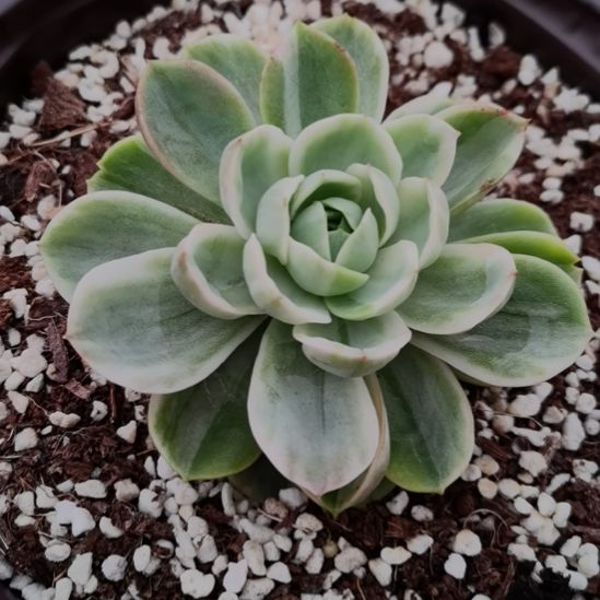 哈密瓜超白锦单头带根