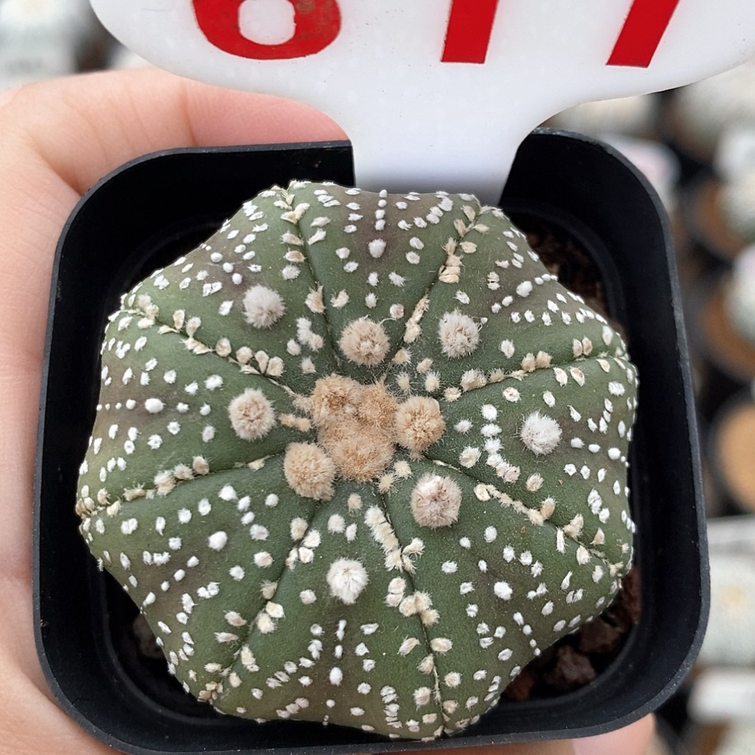 611兜福利来啦来了