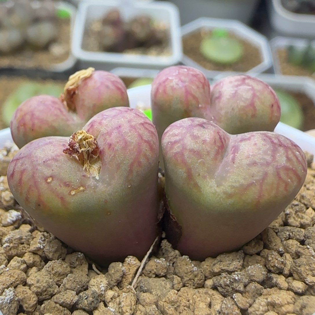 爱心体杂交群多肉144