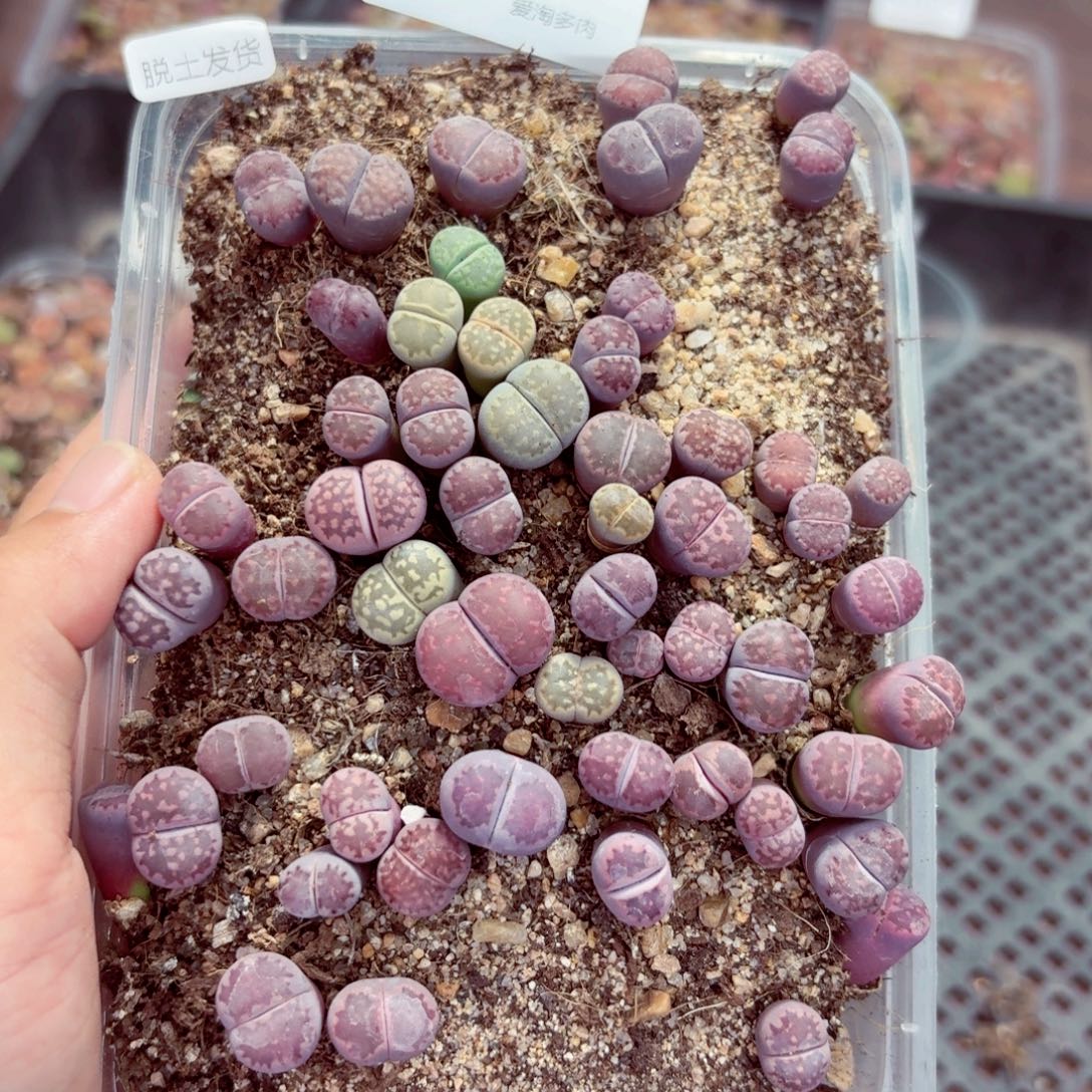 3391———生石花肉锥