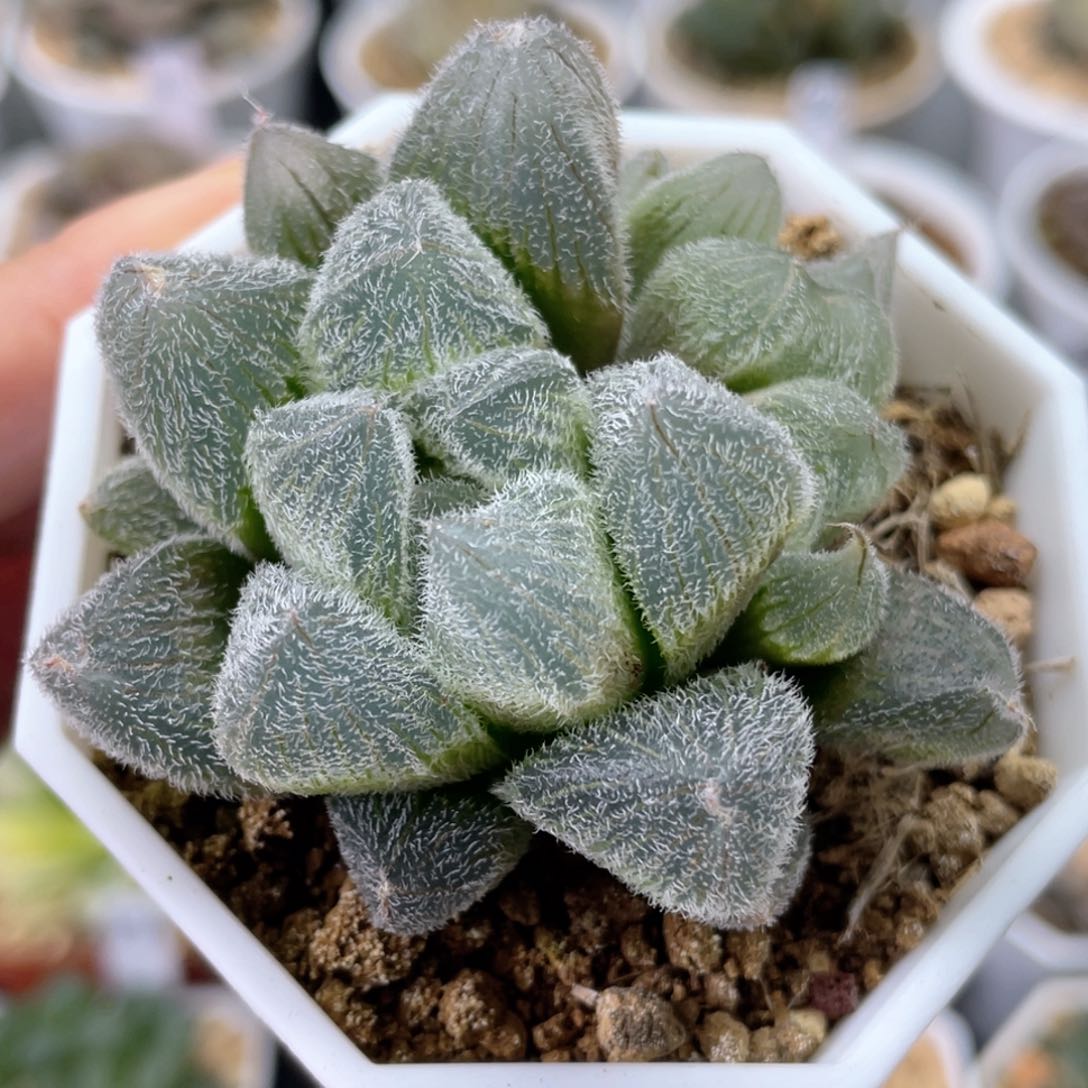 106大窗梦露毛玉露  十二卷