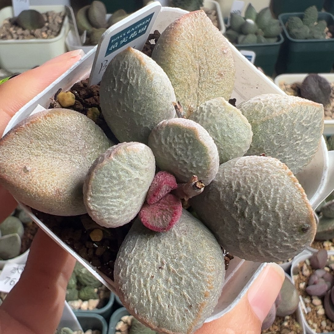 804胖嘟嘟花朵型一颗老桩