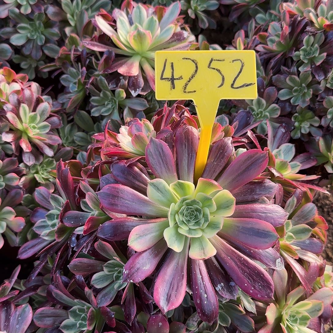 w***x4252---多头多肉植物婚纱多头多肉