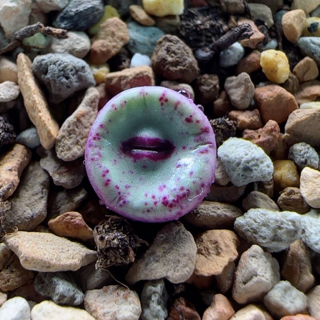 2-12-4-3当天满58包邮绝绝子红嘴0.9cm脱土