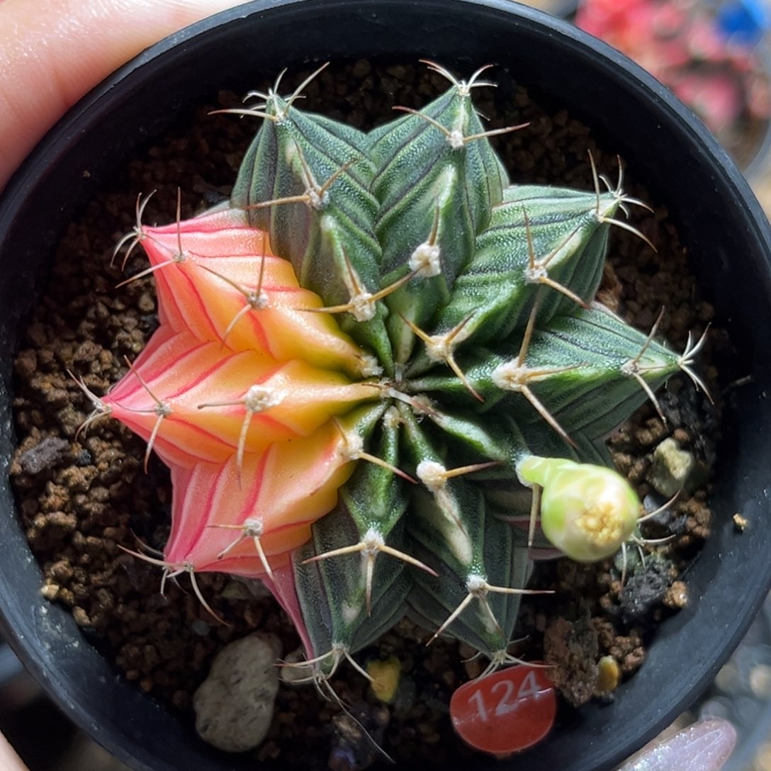 124      带盆土发货