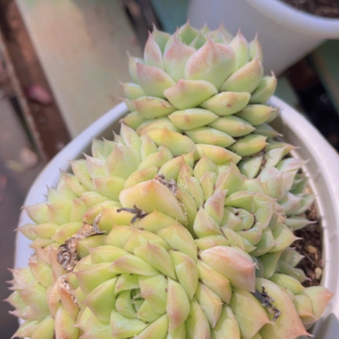 【闪购商品】桃熏女王05104