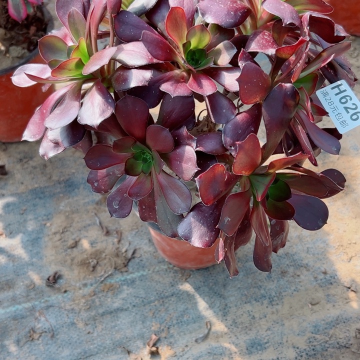 626舞毒肉少肉多