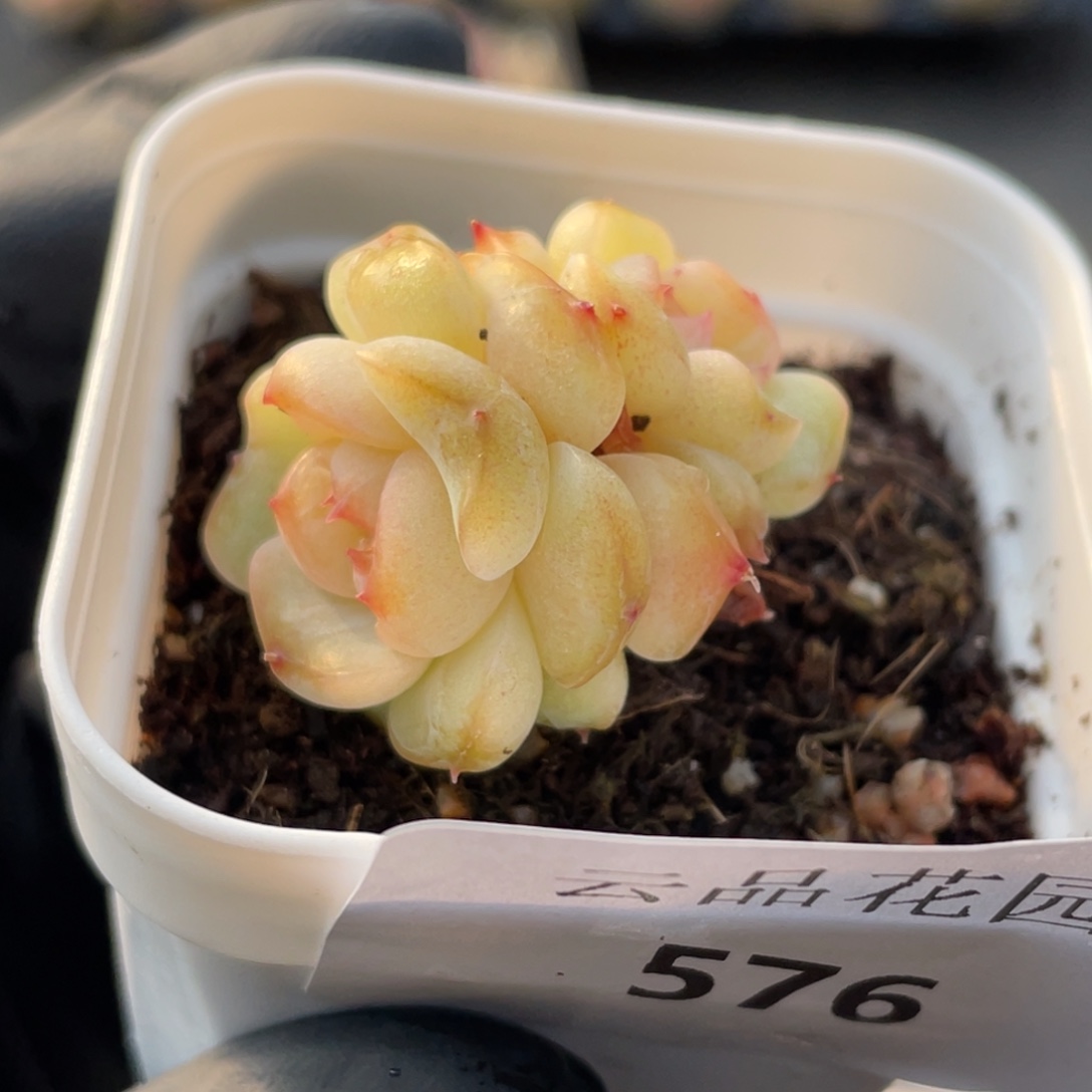 576号糖心冰心珍妮