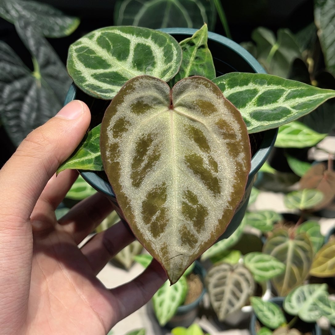 完全开放黑刷子杂红水晶