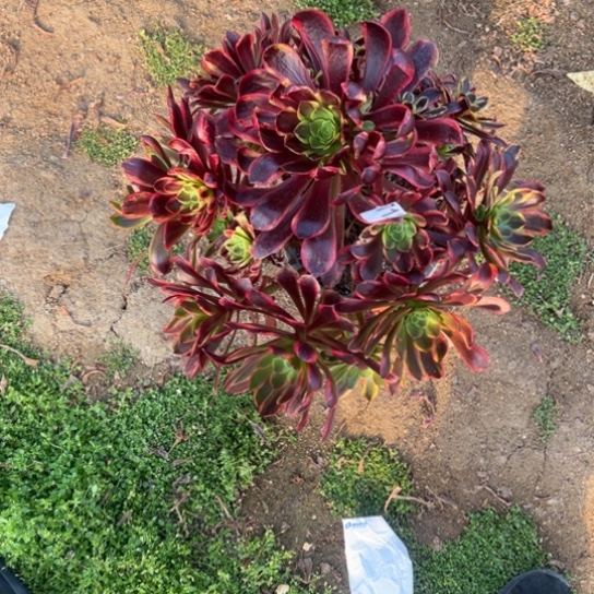 白*712欧嘉莉多少植物花花