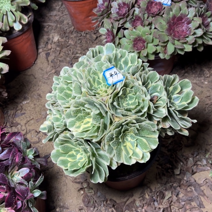 多肉植物迈八赫法师49