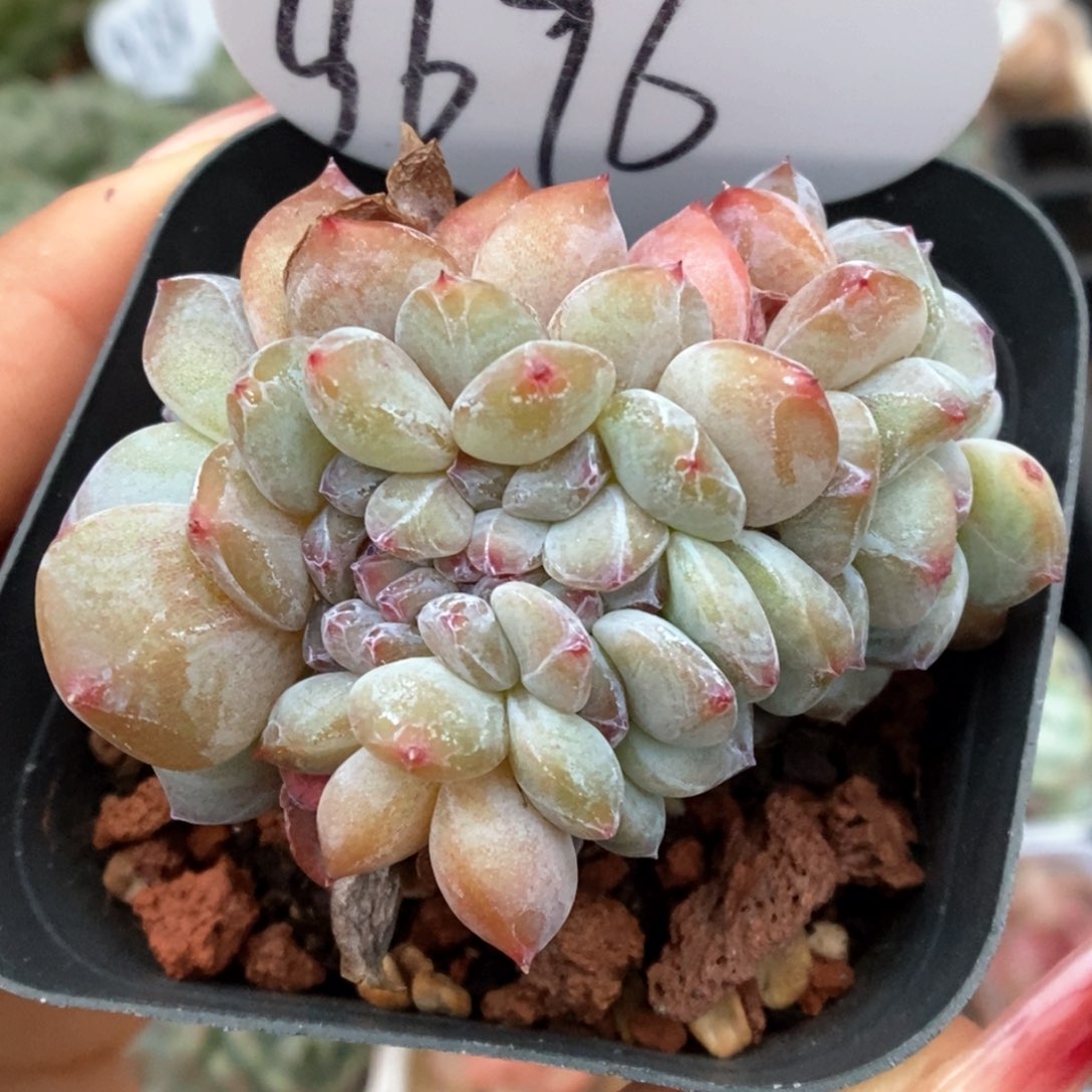 石榴籽缀化靠谱9696号 