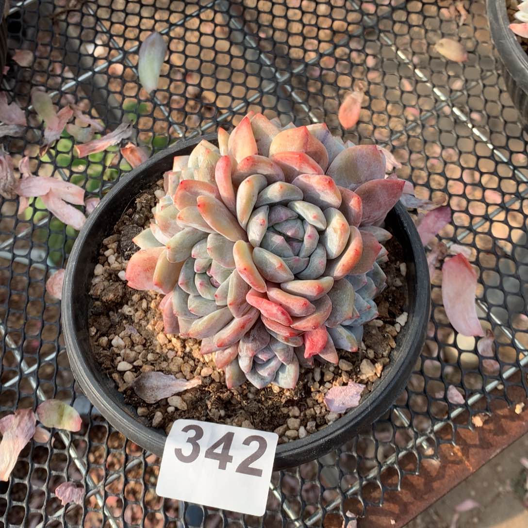 342星影多肉植物