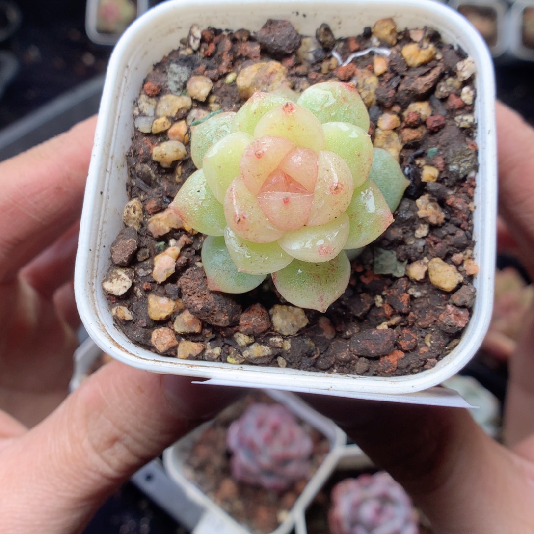 无花朵D123。yyyyyyyy