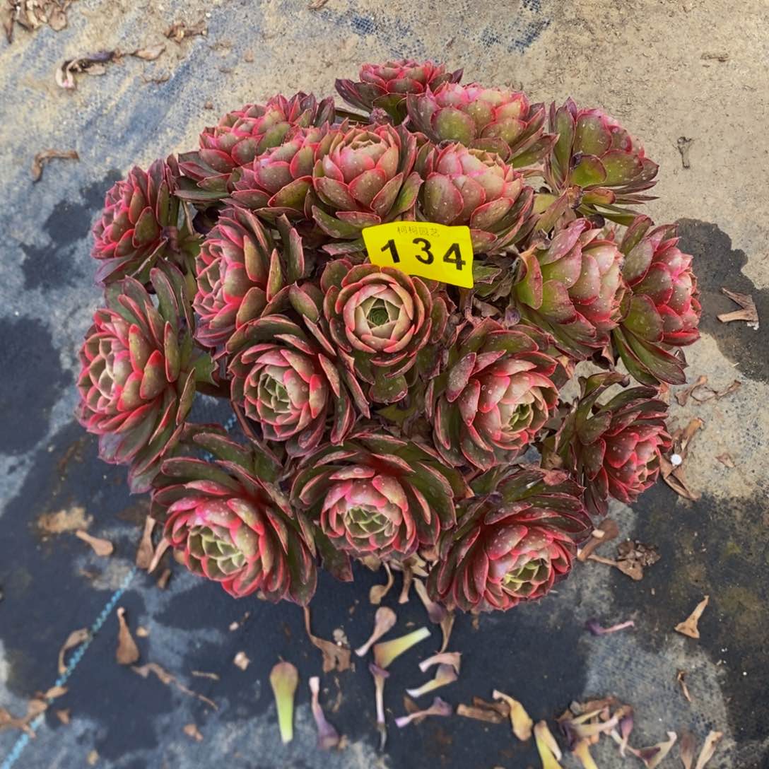 依***笑多肉粉花妖00134