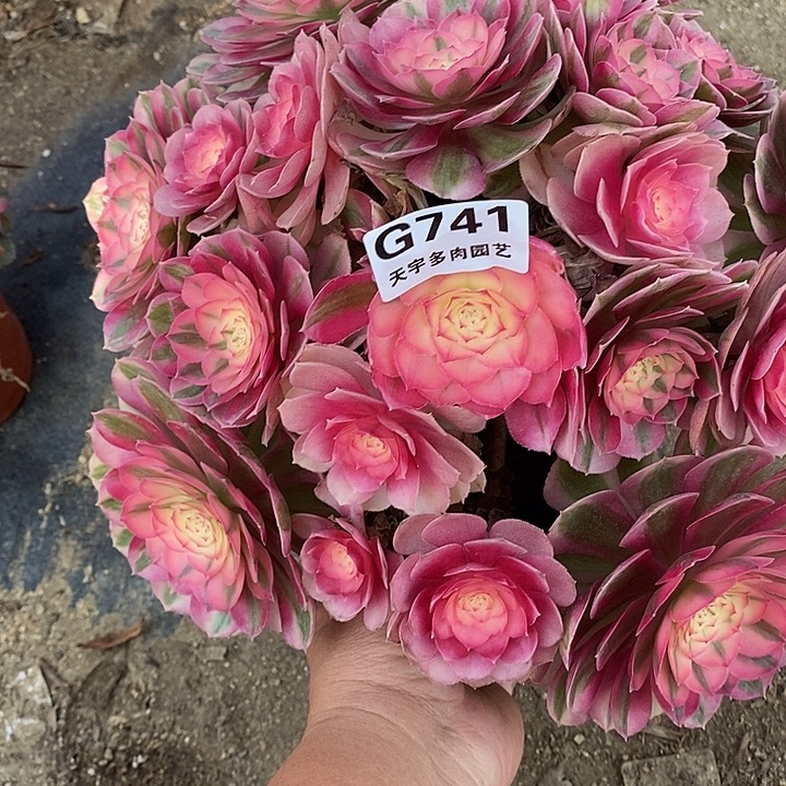 多肉植物倾城741多肉