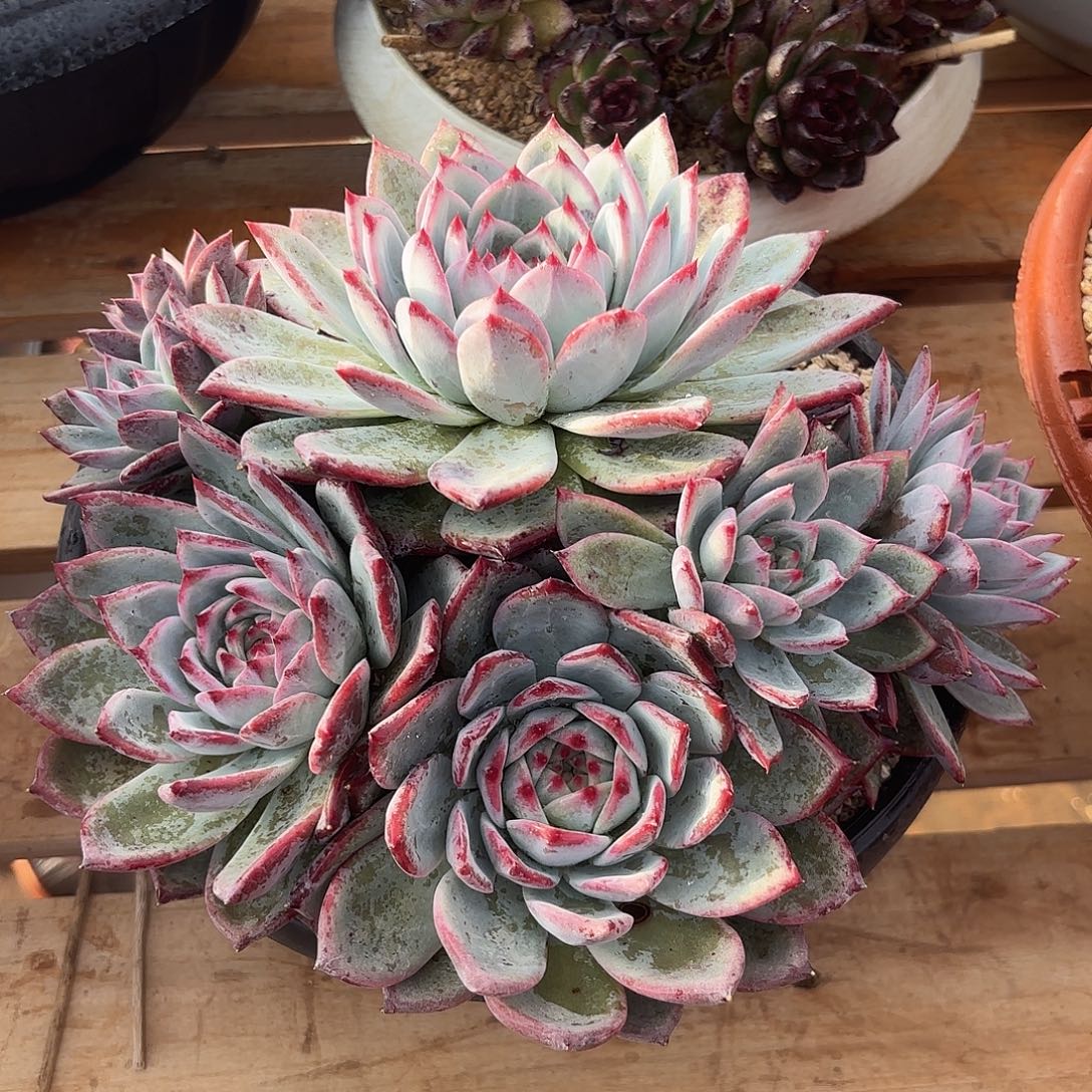 公***财红拉糖多肉植物多肉