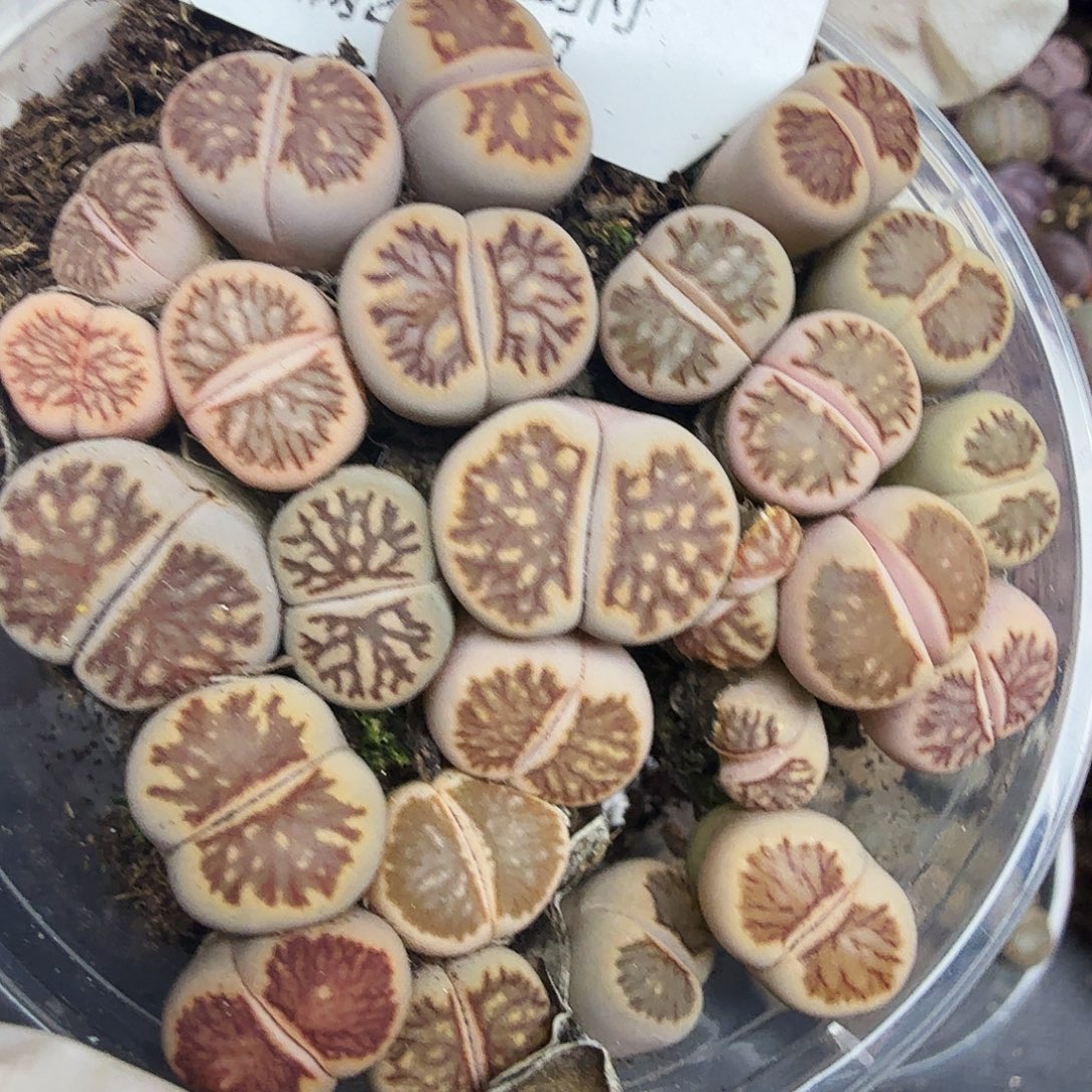 这个点睡一回是为了让他263好