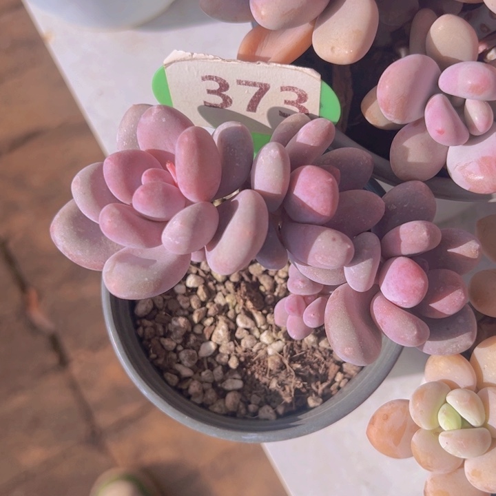 健健康康平平安安