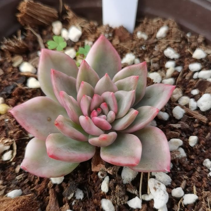 玫瑰橙白覆轮锦多肉植物