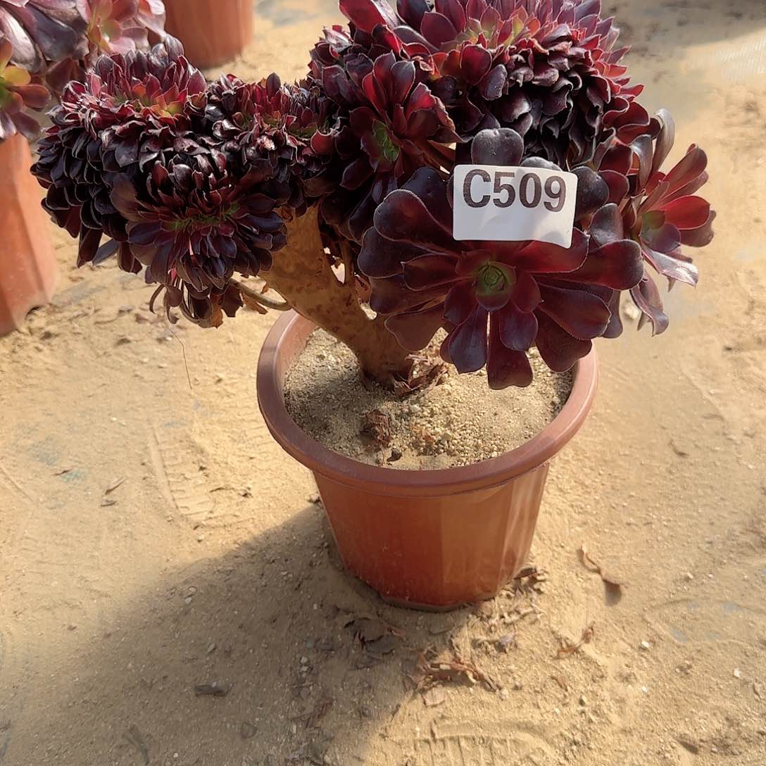 509欧紫一颗呀呀