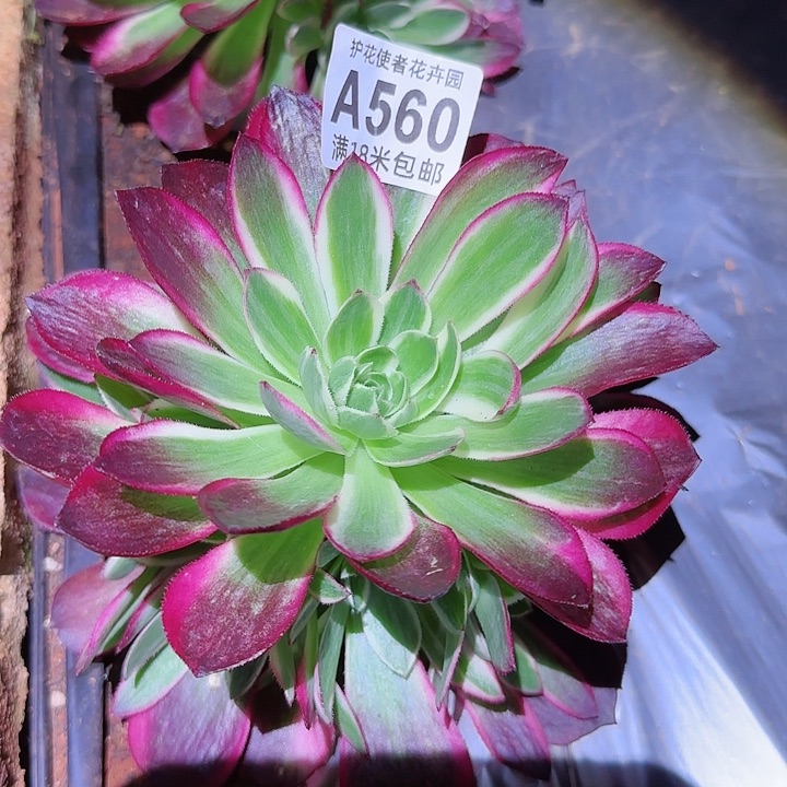 多肉法师海王朵朵