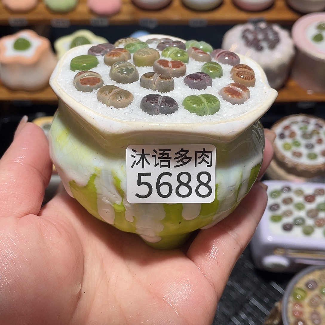 带盆土植物 一物一拍5688