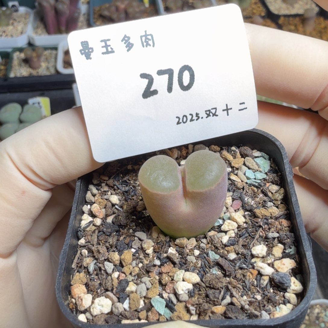 多肉多肉多肉12-270