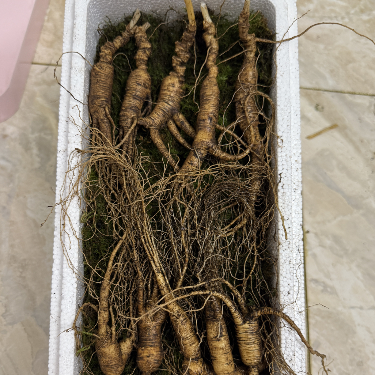 ‘正宗长白山林下参’