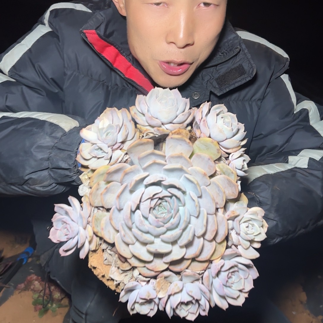 地栽群生菲欧娜多肉1棵