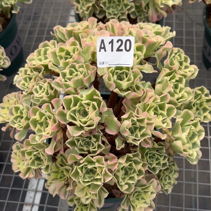 120白凤28厘米左右