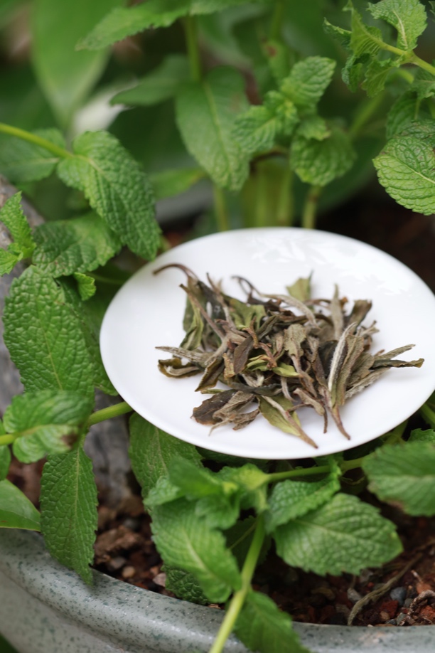 【福鼎白茶】2023年白牡丹王