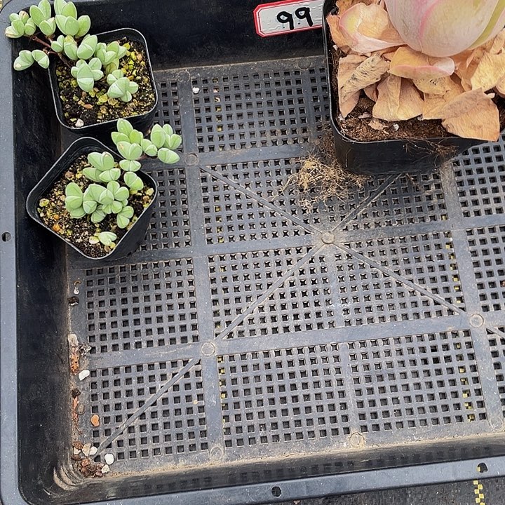 心***动99号筐带盆土发货