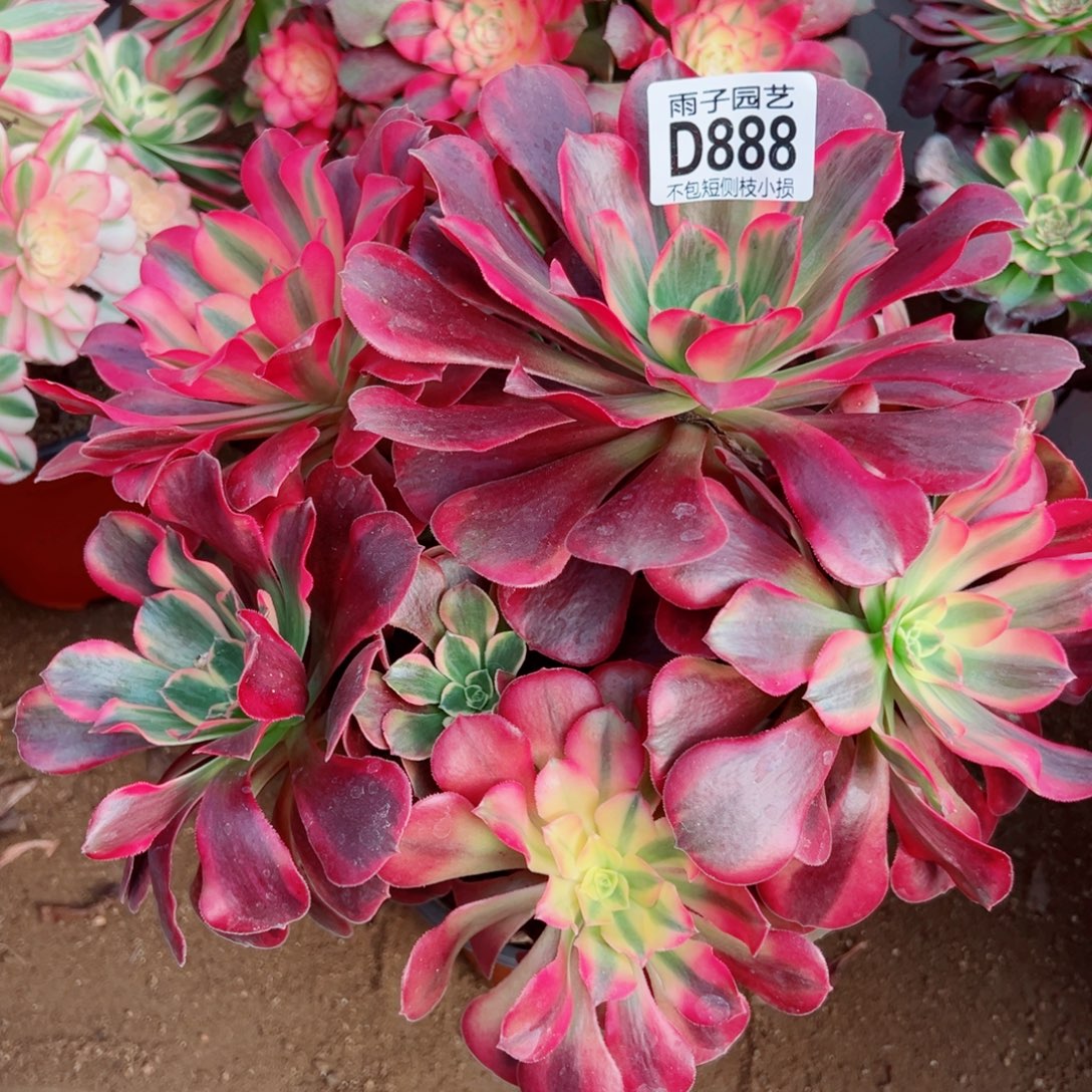 888凤冠雨子多肉植物