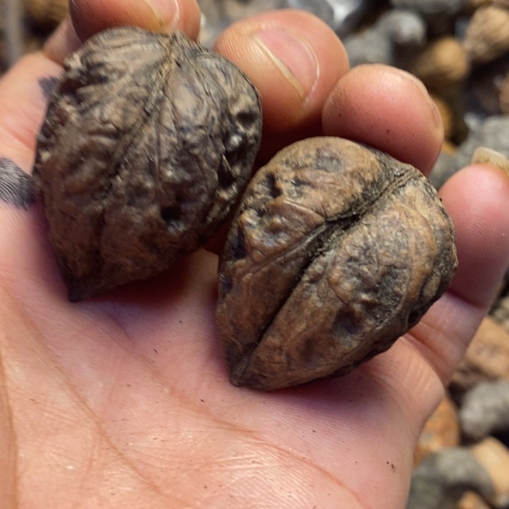 吊坠文玩核桃东北特产35