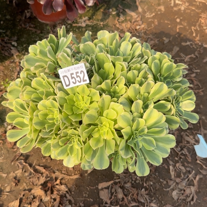 绿豆沙……多肉植物……