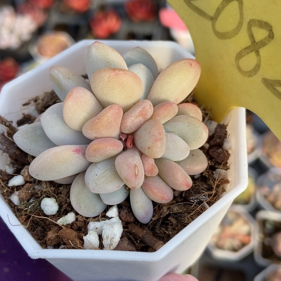 2082粉兔多肉植物保护