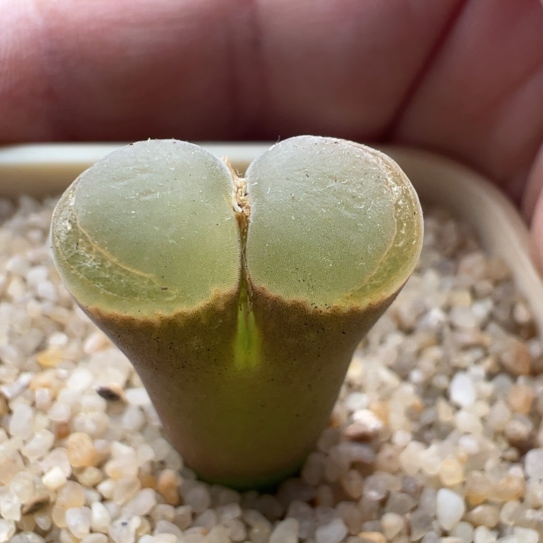 59。新品风铃MG1797 QQ糖风铃