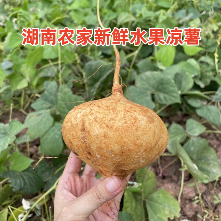 湖南衡阳农家自种地萝卜凉薯脆嫩多汁细腻无渣清甜可口现挖现发