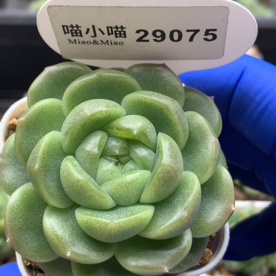 多肉植物杂交珍妮