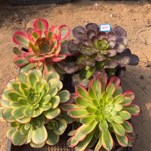 404多肉植物组合