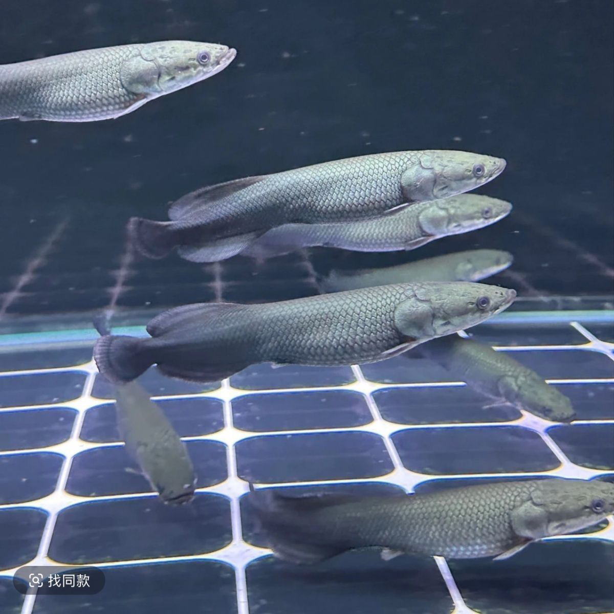 大型红尾巨骨鱼舌鱼苗热带观赏活体水族混养